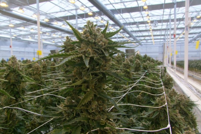 Ondara cosechó esta semana 3.000 plantas de cannabis.- HDS
