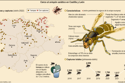 Cerco al avispón asiático en Castilla y León.- ICAL