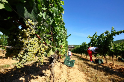 Una cuadrilla recoge uva en uno de los viñedos de la DO Bierzo en este inicio de campaña. - ICAL