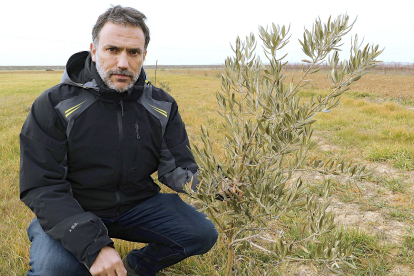 Asier Saiz en la explotación agrícola de referencia cercana a la capital palentina donde se experimenta con almendros y olivos. ICAL