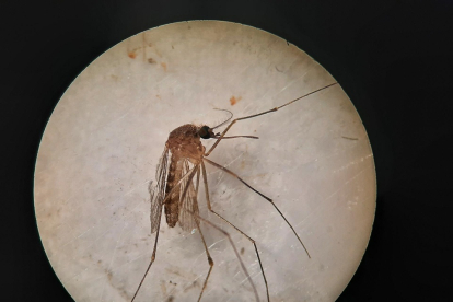 Ejemplar de Culex pipiens, una de las especies transmisoras del virus del Nilo. - EUROPA PRESS