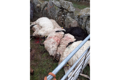 Un ataque de lobos provoca la muerte de trece ovejas en una explotación en Villamar de la Ladre (Zamora).- ICAL