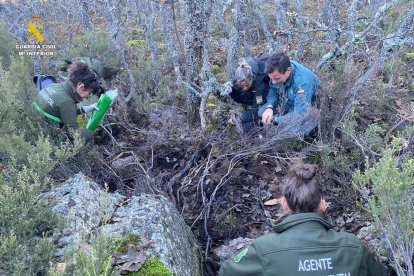 La Guardia Civil investiga un posible envenenamiento de un oso pardo en Palencia.- EUROPA PRESS