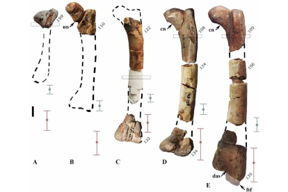 Imagen del estudio sobre un dinosaurio enano descubierto en Burgos.- MUSEO DE LOS DINOSAURIOS DE SALAS DE LOS INFANTES