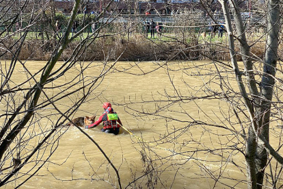 Los bomberos de León rescatan a un perro pastor alemán en el río Bernesga a su paso por la capital.- ICAL