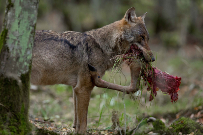 Un lobo, en una imagen de archivo.-EUROPA PRESS