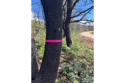 Marca rosa en los troncos de unos robles en la Sierra de la Culebra que indica que no se corten porque la copa está bien. A. CALVO