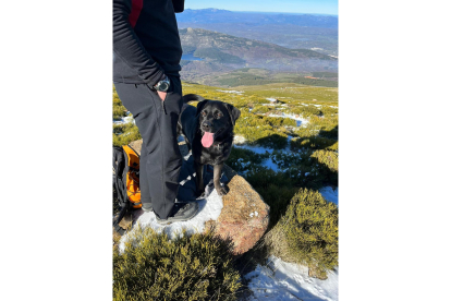 El perro labrador 'Milo', de la patrulla caninca que participa en el dispositivo de búsqueda del montañero perdido en la sierra de Béjar en Salamanca. E. M.