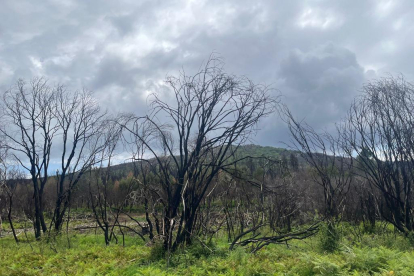 El verde se mezcla con los árboles quemados un año después del incendio de la Sierra de la Culebra. A. CALVO