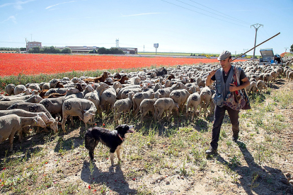 Un pastor conduce su rebaño hacia las cañadas de León en su camino a Picos de Europa. En la imagen pasa junto a la localidad vallisoletana de Rueda  Eduardo Margareto / ICAL