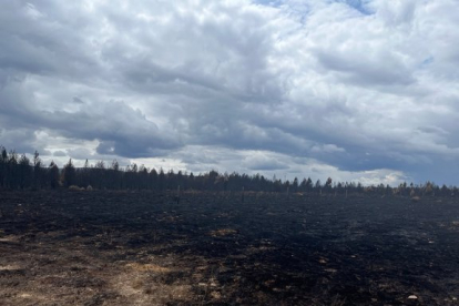 Paisaje quemado una semana después del incendio en la Sierra de la Culebra en junio de 2022. A. CALVO