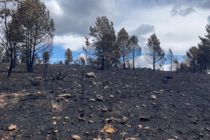 Paisaje quemado una semana después del incendio en la Sierra de la Culebra en junio de 2022. A. CALVO