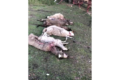 Corderas atacadas por lobos en una explotación de ovina en El Hoyo de Pinares, Ávila - E.M.