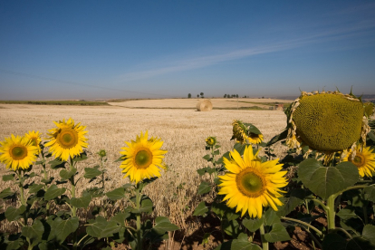 El girasol, cultivo estratégico en la provincia de Burgos, convive con el cereal y otros a expensas de que la presente campaña sea mejor que la anterior.- ECDI