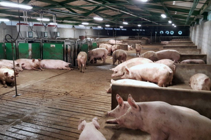Las mayoría de granjas de porcino de Castilla y León han perdido ejemplares a raíz de la crisis sanitaria. / AGENCIA PYME