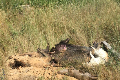 Animales muertos en los canales leoneses. - L. F.