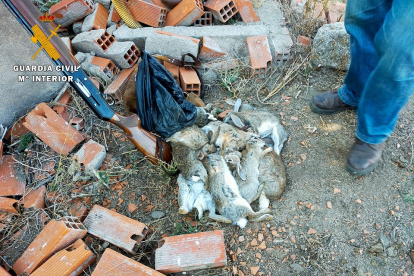 El Seprona denuncia en Ávila a un hombre por cazar conejos con arma larga de fuego en un terreno vedado