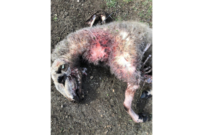 Corderas atacadas por lobos en una explotación de ovina en El Hoyo de Pinares, Ávila - E.M.
