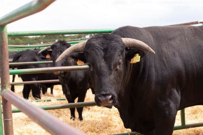 47º Concurso Subasta Nacional de Ganado Vacuno Selecto de Raza Avileña – Negra Ibérica.- ICAL