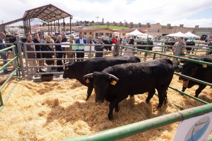 47º Concurso Subasta Nacional de Ganado Vacuno Selecto de Raza Avileña – Negra Ibérica.- ICAL