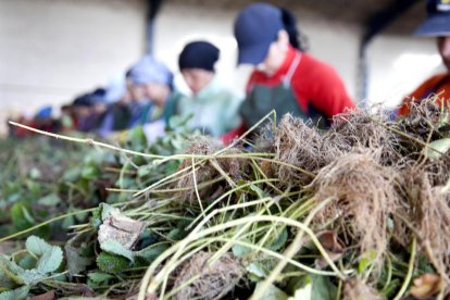 Jornaleras seleccionando planta de fresa en un vivero de Segovia