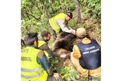 El operativo de la Junta en el levantamiento del cadáver del oso pardo en la Montaña Palentina. -E. M.