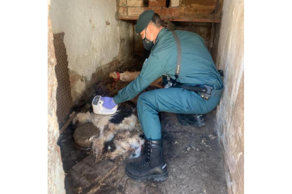 Un agente de la Guardia Civil en el lugar donde encontraron a los tres perros fallecidos. - E. M.