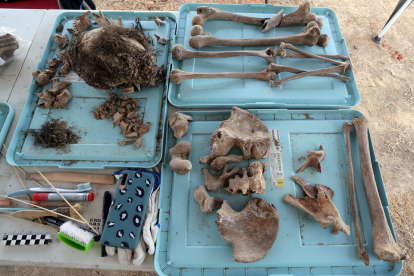 Imagen de archivo de restos óseos recuperados durante las labores de exhumación que la ARMH realiza en Medina del Campo (Valladolid).- ICAL