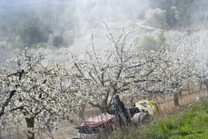Un agricultor del Valle de las Caderechas realizando la fumigación de los frutales este sábado, en el último fin de semana de la floración de cerezos y manzanos.- ISRAEL L. MURILLO