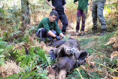 Rescate de un oso con la cabeza atrapada en un bidón en León. -TWITTER ALFERMA1