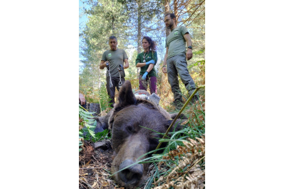 Rescate de un oso con la cabeza atrapada en un bidón en León. -TWITTER ALFERMA1