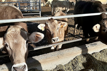 Explotación de vacas de carne en Castilla y León.-ICAL.