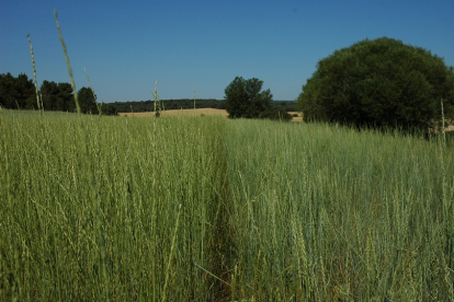 Plantación de Agropiro, cultivo empleado para los ensayos. E. M.