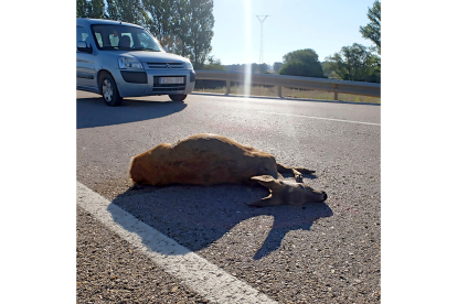 Los corzos son los responsables de seis de cada diez accidentes de tráfico causados por animales. MARIO TEJEDOR