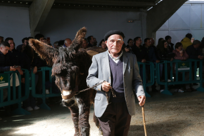 XXIII Exposición monográfica y subasta del burro de raza Zamorano leonesa.-ICAL