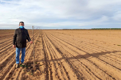 La plantación de cinco hectáreas de Alfredo ha cumplido dos años. / ECB