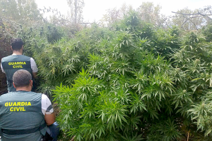 La Guardia Civil investiga a tres vecinos de Zamora como presuntos autores de delitos contra la salud pública por cultivar marihuana en sendas fincas rústicas próximas a la capital zamorana. - ICAL