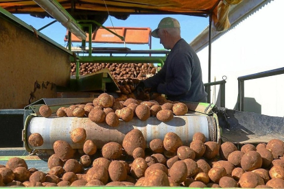 Un agricultor recogiendo patatas en la provincia burgalesa, en una campaña anterior. (ICAL)