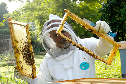 Un apicultor protegido con la vestimenta característica examina una de las colmenas de su explotación con la extracción de dos panales de abejas.- PQS / CCO