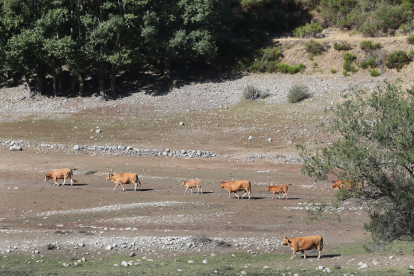 Embalses de Palencia
 Aspecto del embalse de Camporredondo, vacas en la zona de Alba de los Cardaños (Palencia) pasean por el fondo del ambalse en busca del agua.- ICAL