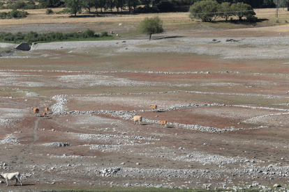 Embalses de Palencia
 Aspecto del embalse de Camporredondo, vacas en la zona de Alba de los Cardaños (Palencia) pasean por el fondo del ambalse en busca del agua.- ICAL