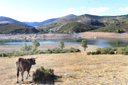 Embalses de Palencia
 Aspecto del embalse de Camporredondo, una vaca en la zona de Alba de los Cardaños (Palencia)  en busca del agua.- ICAL