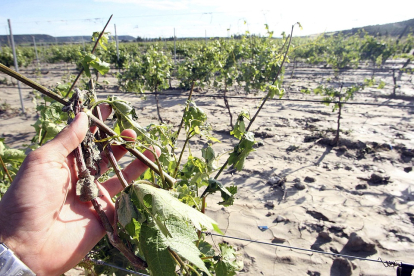 Efectos del pedrisco en ramas y hojas de un viñedo de la Denominación de Origen Ribera del Duero. - ICAL