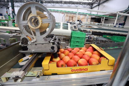 Interiores de la empresa Nufri, dedicada al cultivo y a la comercialización de manzanas, en la localidad soriana de El Burgo de Osma. - ICAL