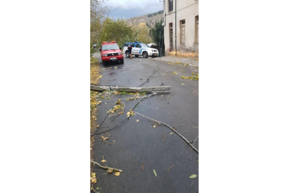 La caída de un árbol en Villanueva de Valdueza acaba con la electricidad de varios pueblos colindantes. ICAL