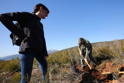 Plantación de árboles autóctonos en Anllares del Sil (León), durante la jornada sobre el proyecto ‘LIFE Osos con Futuro’. - ICAL