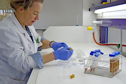 La ingeniera agrónoma Cristina Lucini en uno de los laboratorios de la Universidad Católica de Ávila. EL MUNDO