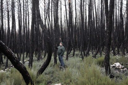 El chef José Andrés en el bosque quemado en la Sierra de la Culebra. -CASCAJARES