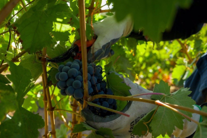 Imagen de archivo de uvas de la cosecha. - E.PRESS.