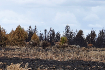 Ciervos tras el incendio de la Sierra de la Culebra. -ICAL